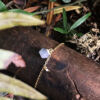 Shirin Bracelet - Faceted Natural Labradorite