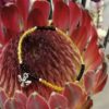 Bee Seed Bracelet Stack - Image 6