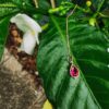 Ruby CZ Ear Chains